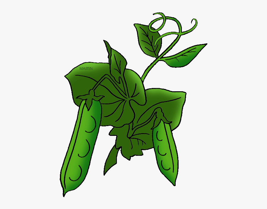 Plants In Catal Huyuk Clipart , Png Download - Pea Plant Clipart, Transparent Clipart