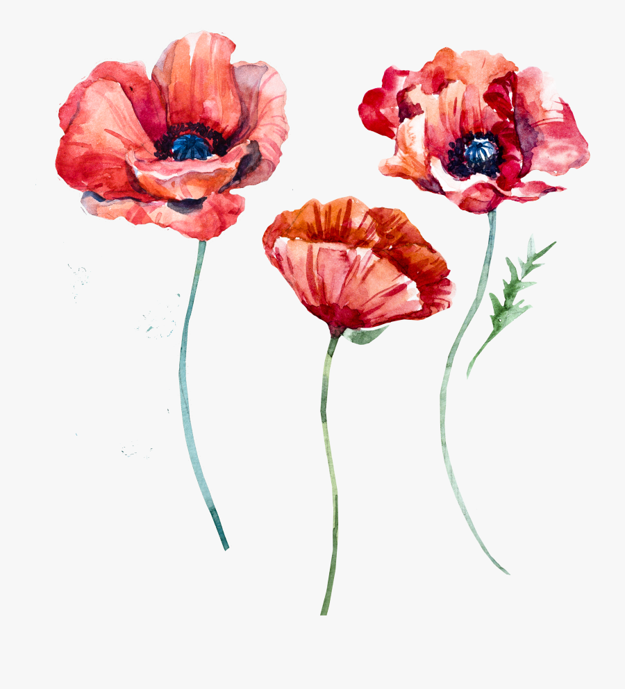 Clip Art Poppy Watercolor - Poppy Flower Watercolor, Transparent Clipart