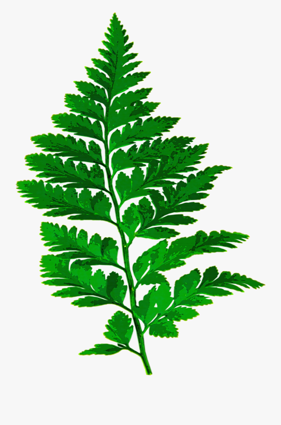 Forest Clipart Forest Backdrop - Fern Leaf Png, Transparent Clipart