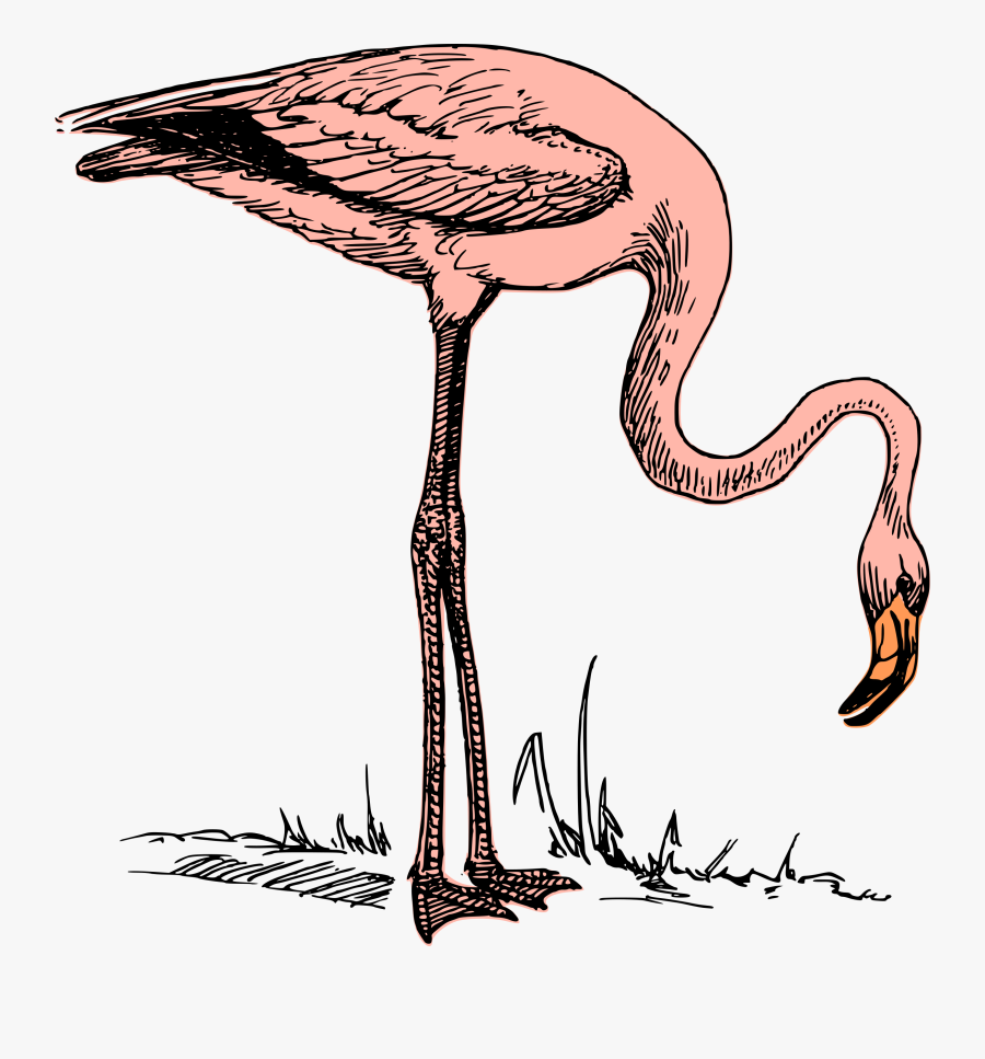 Pink Flamingo Clip Arts, Transparent Clipart