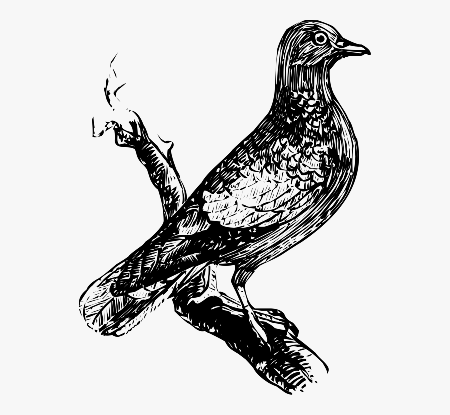 Eagle,wildlife,art - Gambar Ilustrasi Hewan Burung, Transparent Clipart