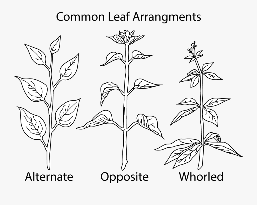 A Picture Of Different Types Of Leaf - Leaf Arrangement On A Stem, Transparent Clipart