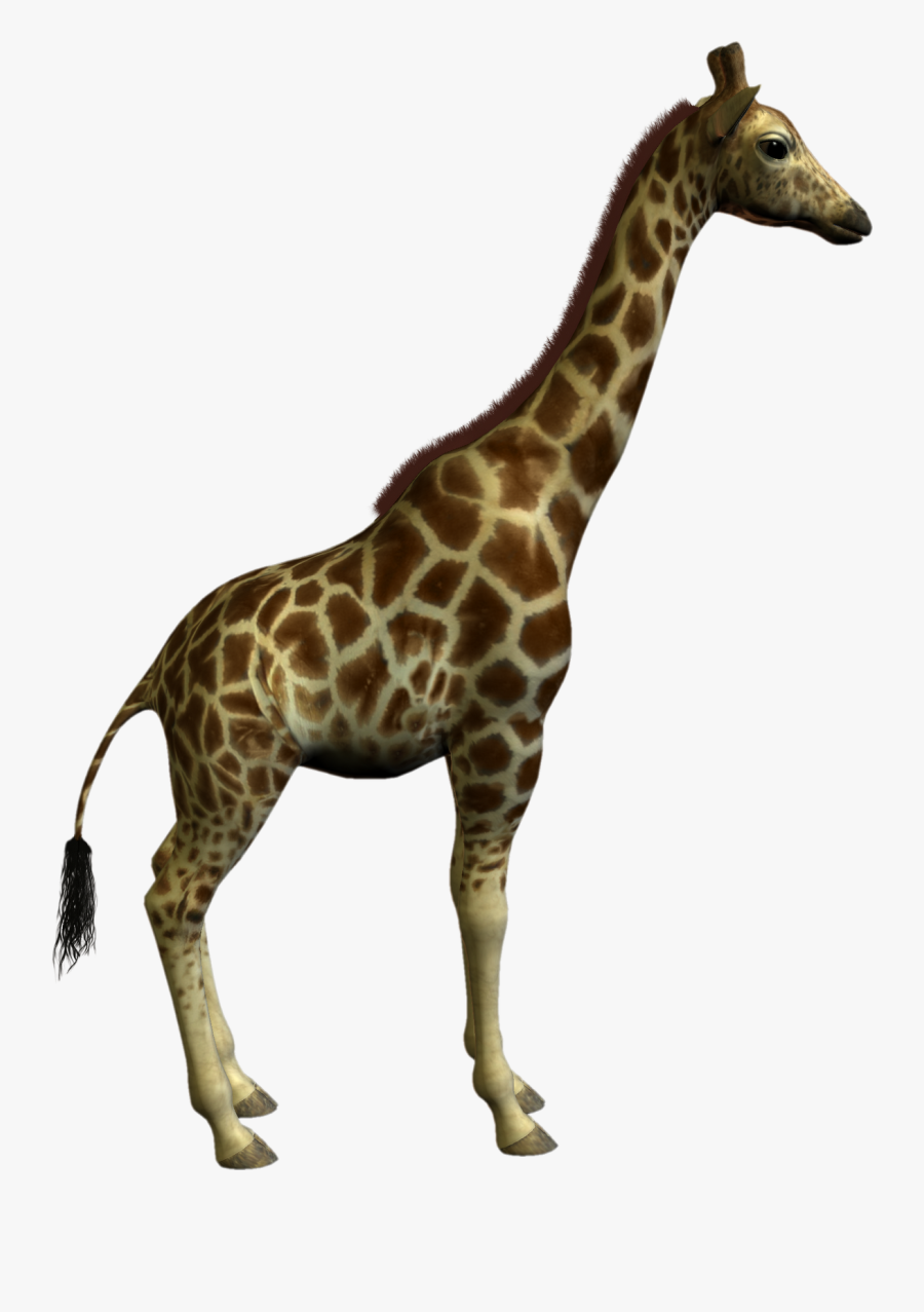 Giraffe Clipart Real - Class And Object In Oop, Transparent Clipart