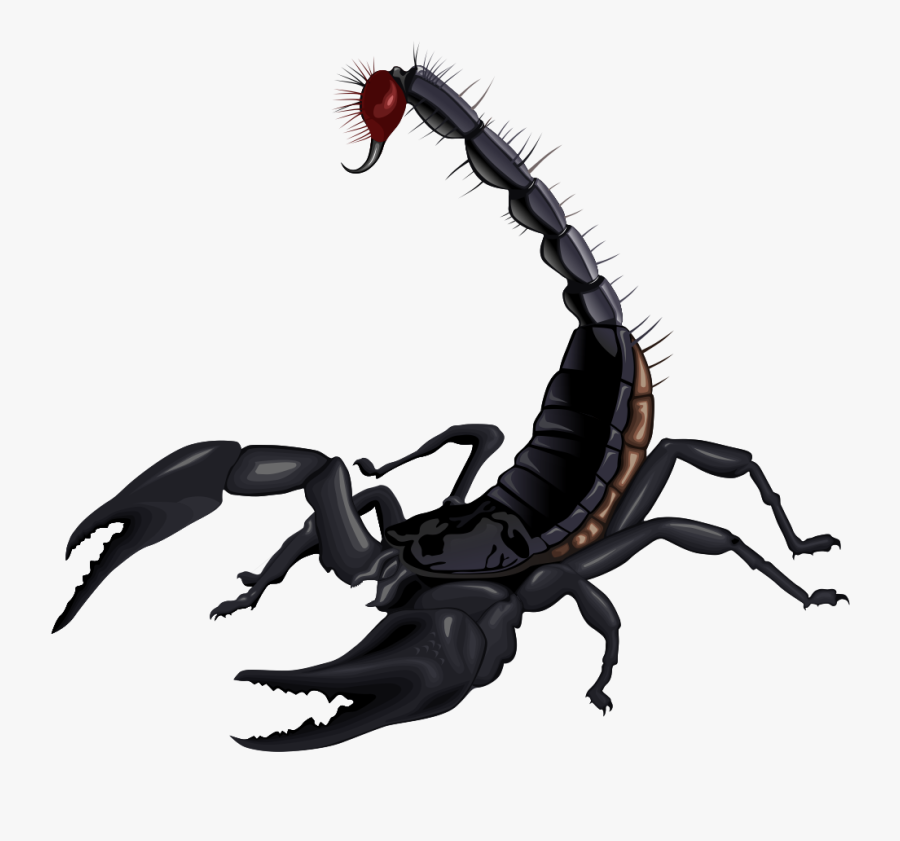 Scorpion Clipart - Scorpion Png, Transparent Clipart