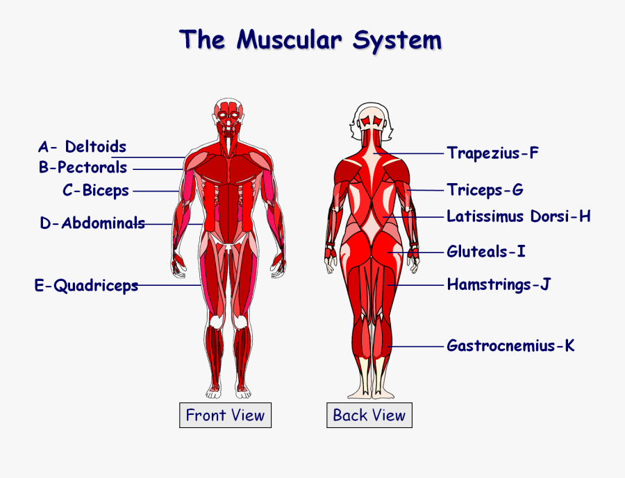 Clip Art System Science Pinterest Muscle Labelled Muscles Gcse Pe Free Transparent Clipart Clipartkey