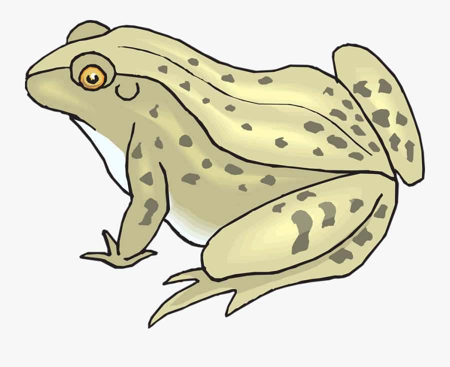 Frog, Amphibian, Tropical, Rainforest, Jungle, Exotic - Toad Clipart, Transparent Clipart