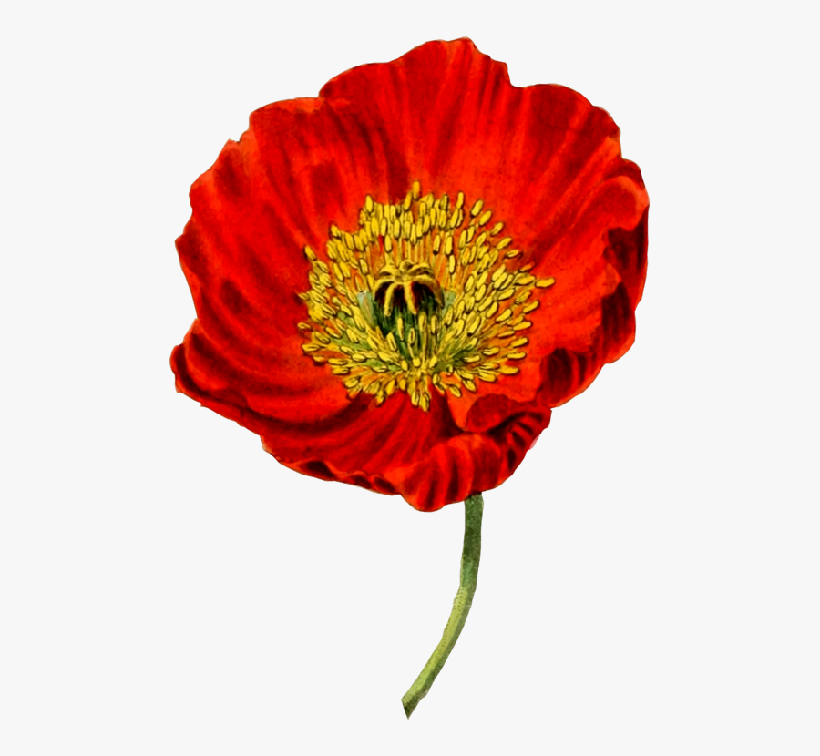 Flower,coquelicot,petal - Opium Poppy Transparent Background, Transparent Clipart