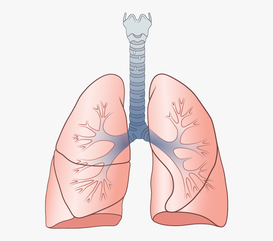Lungs Png - Repertory System, Transparent Clipart