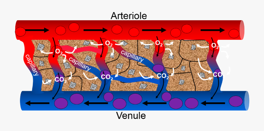 Capillary Cellular Exchange, Transparent Clipart