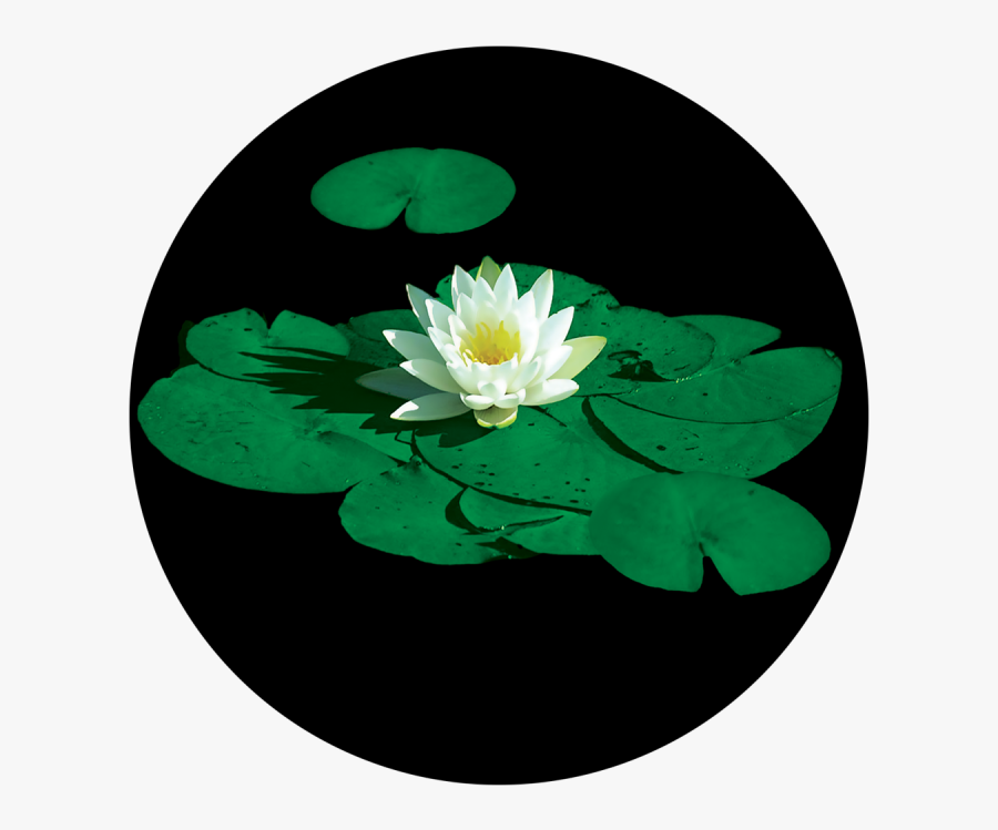 Stunning Lily Pad - Lily Pad Flower, Transparent Clipart