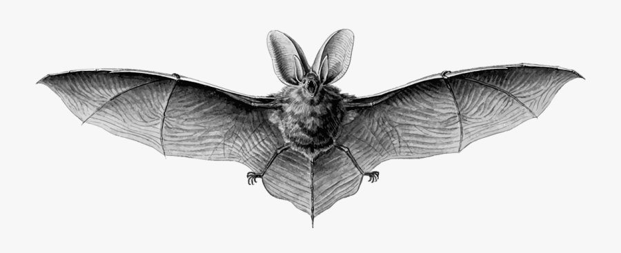 Brown Long-eared Bat - Brown Long Eared Bat Drawing, Transparent Clipart