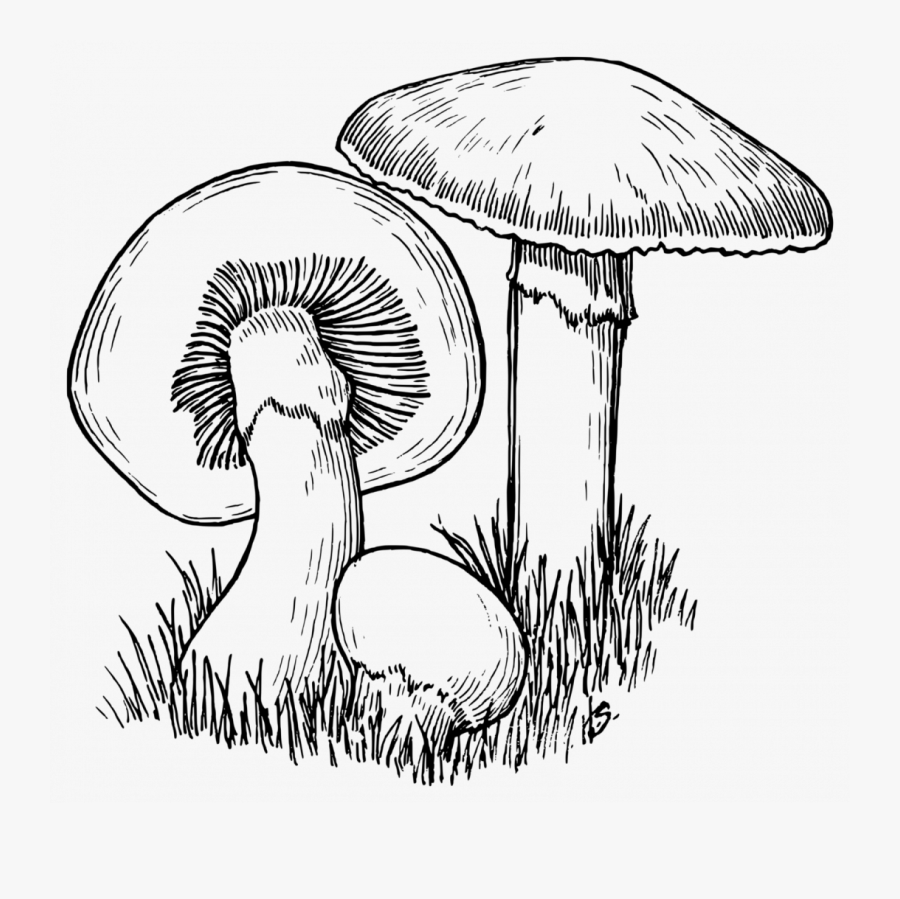 Mushroom Drawing And Colour Cloud Button Cute Books - Mushroom Black And White, Transparent Clipart