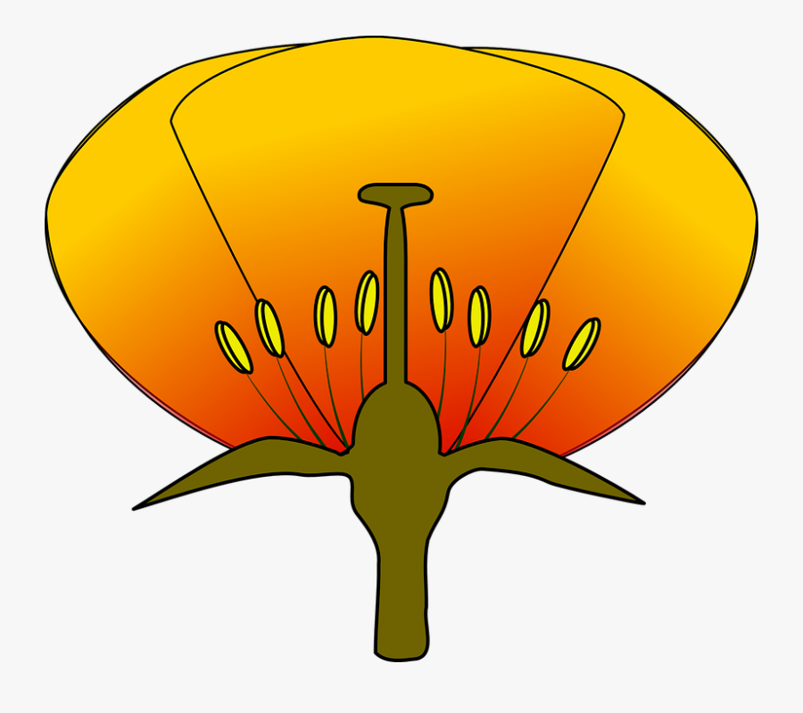 Free Vector Flower Clip Art - Diagram Of A Flower Unlabeled, Transparent Clipart