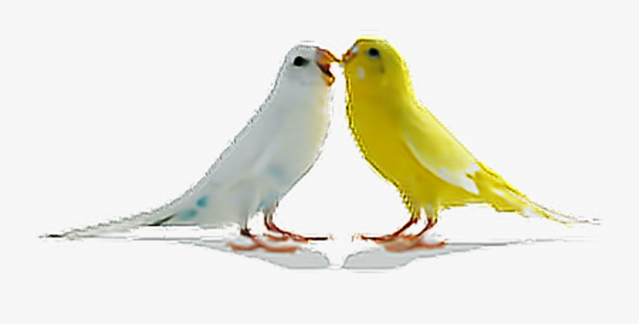 Free Png Download Love Birds Png Images Background - Love Birds Images Download, Transparent Clipart