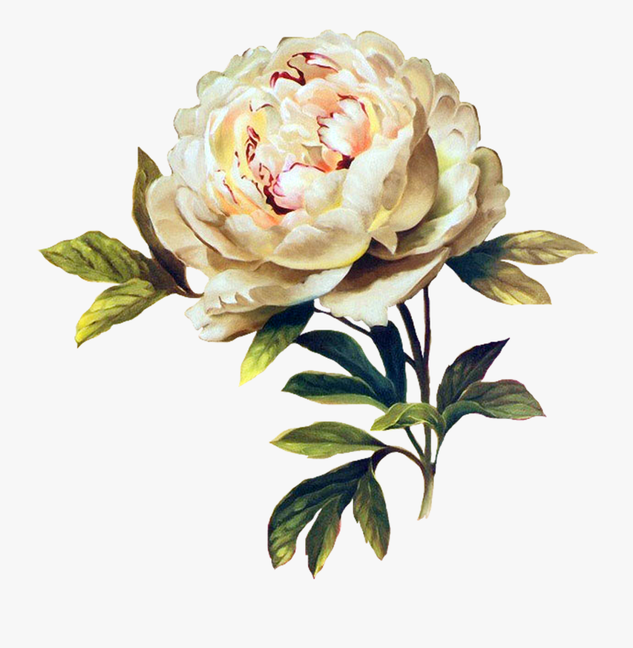Common Peony , Free Transparent Clipart - ClipartKey