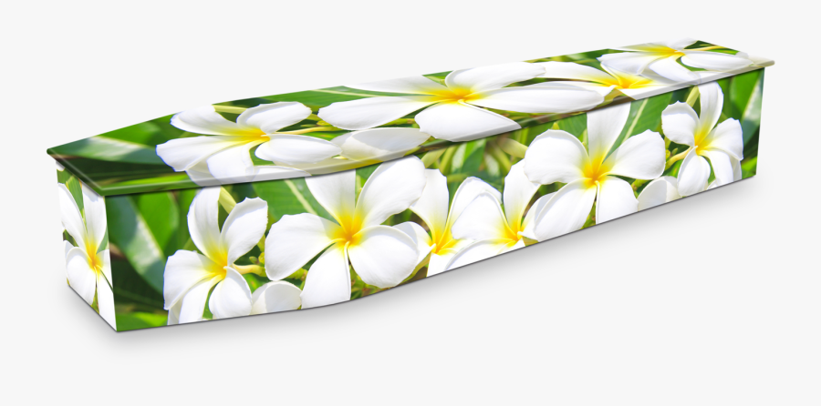 White Doves And Frangipani Flowers Together, Transparent Clipart