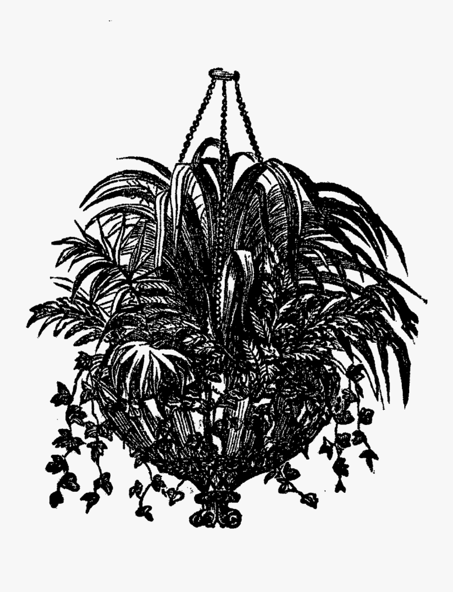 Black And White Plant Hanging Drawing Transparent, Transparent Clipart