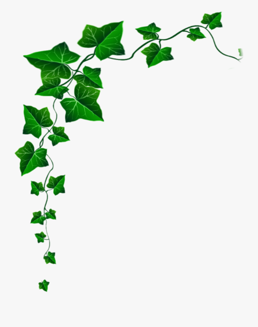 #ivy - Transparent Png Stickers Plants, Transparent Clipart