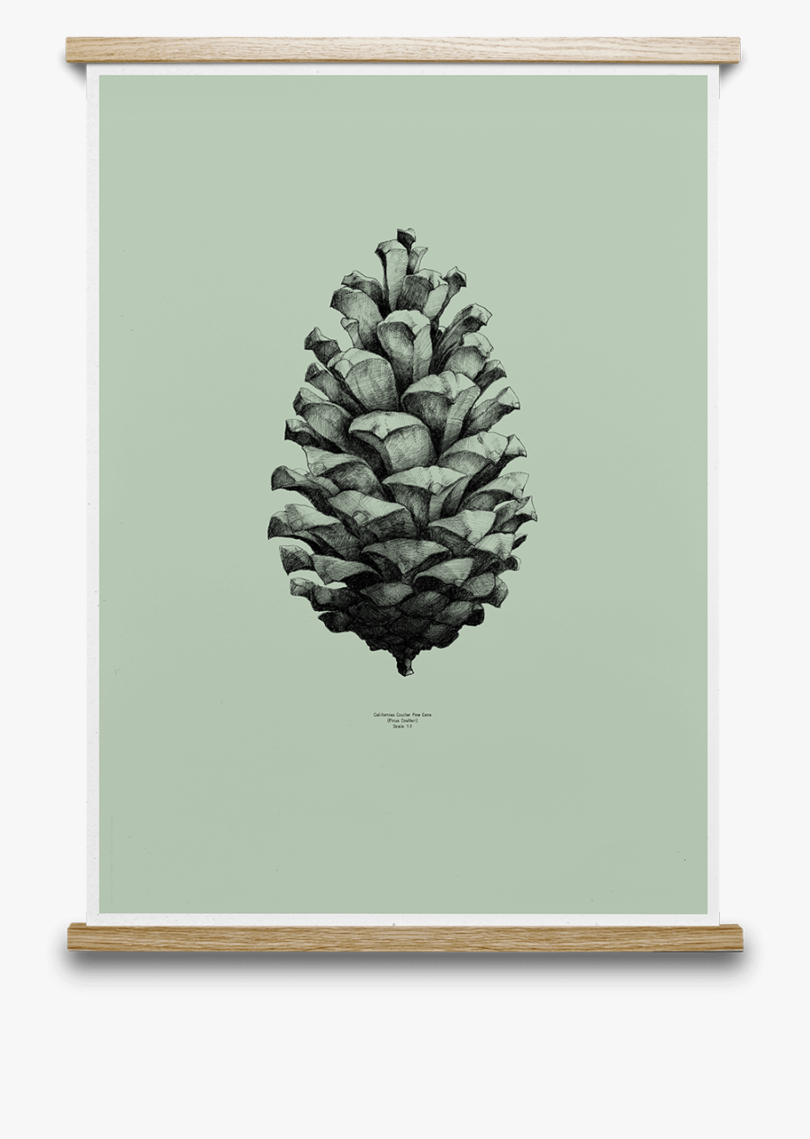 Clip Art Pine Cone Sketches - Pine Cone Black And White, Transparent Clipart