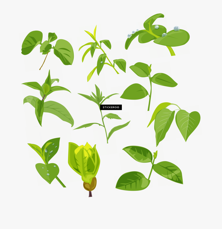 Art,flowering Plant,plant Stem, Transparent Clipart