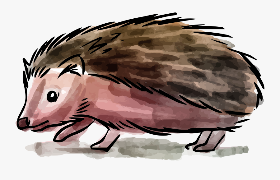 Collection Of Free Drawing - Hedgehog, Transparent Clipart
