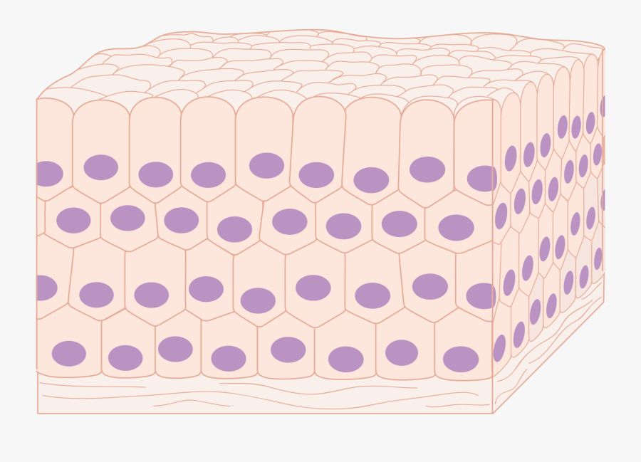 Tissue Png Page - Cells In A Tissue, Transparent Clipart