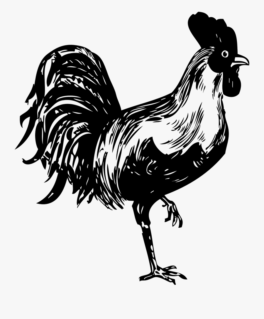 Rooster Bird Black And White Free Picture - Rooster Stencil , Free ...