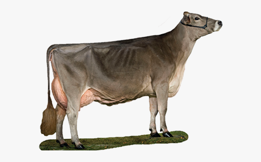 Transparent Cute Brown Cow Clipart - Brown Swiss Png, Transparent Clipart