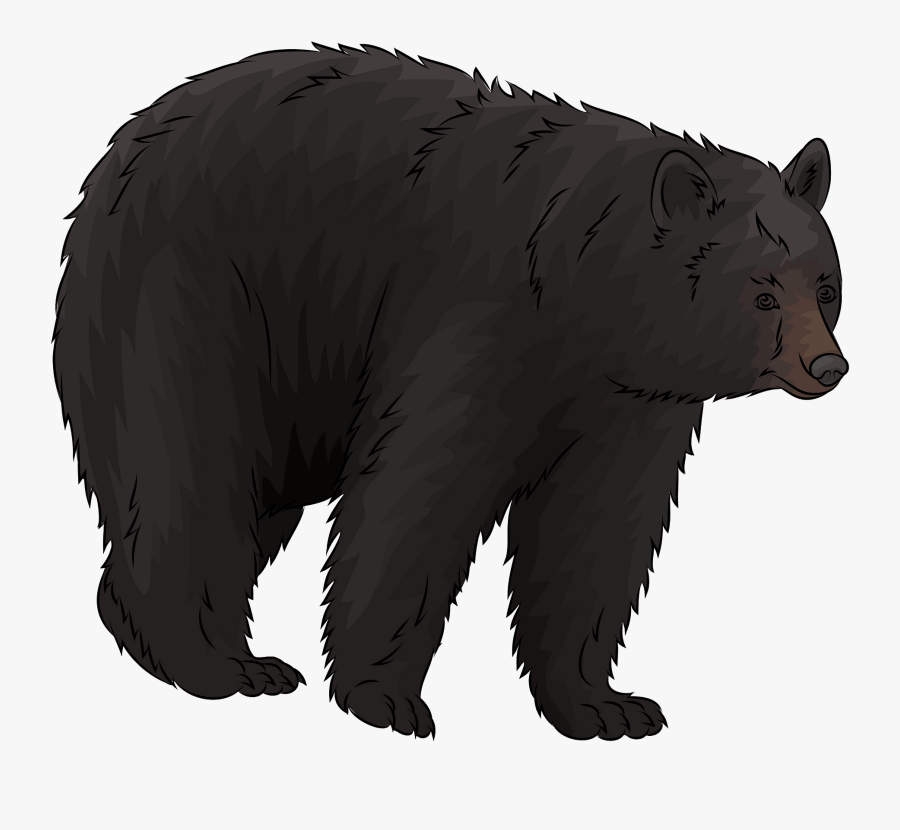 Grizzly Bear, Transparent Clipart