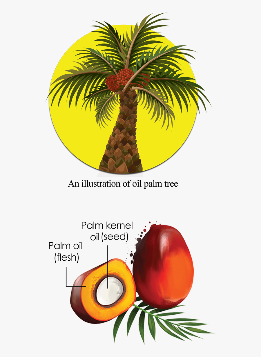 Palm Clipart Palm Crosses - Single Oil Palm Tree, Transparent Clipart