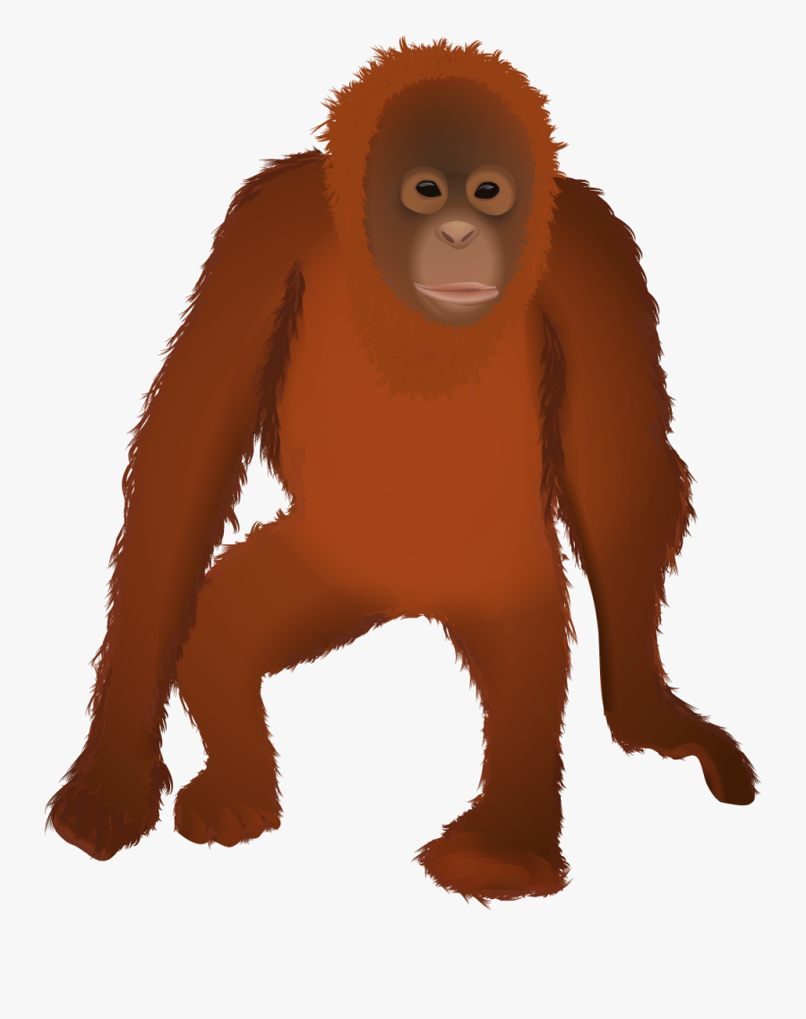 Transparent Gorilla Clipart Png - Transparent Orangutan Clipart, Transparent Clipart