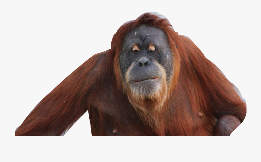 Transparent Orangutan Clipart - Monkey, Transparent Clipart