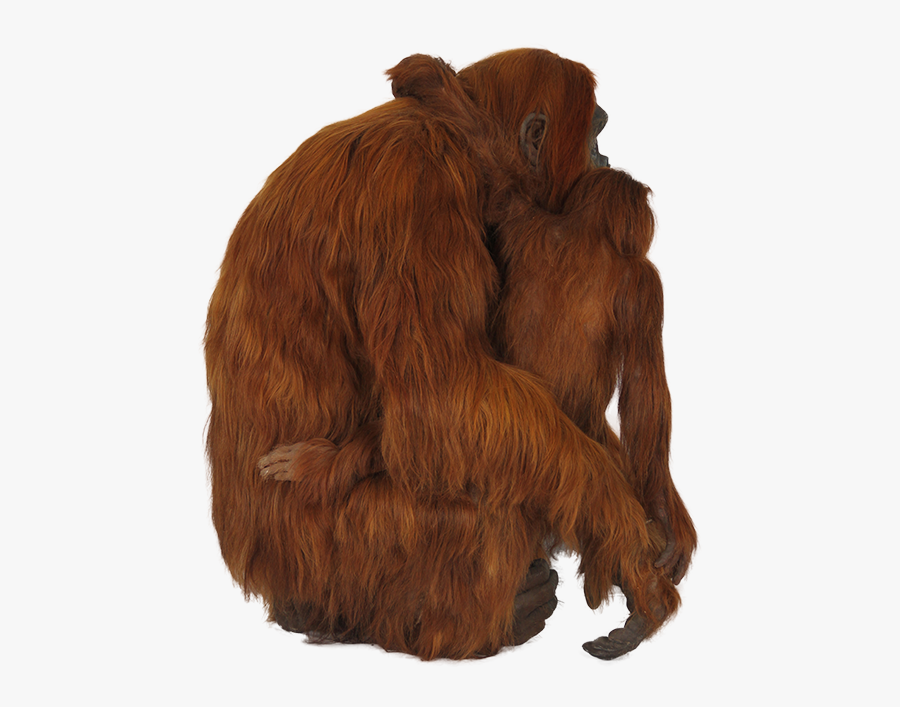 Real Transparent Background Orangutan Png, Transparent Clipart