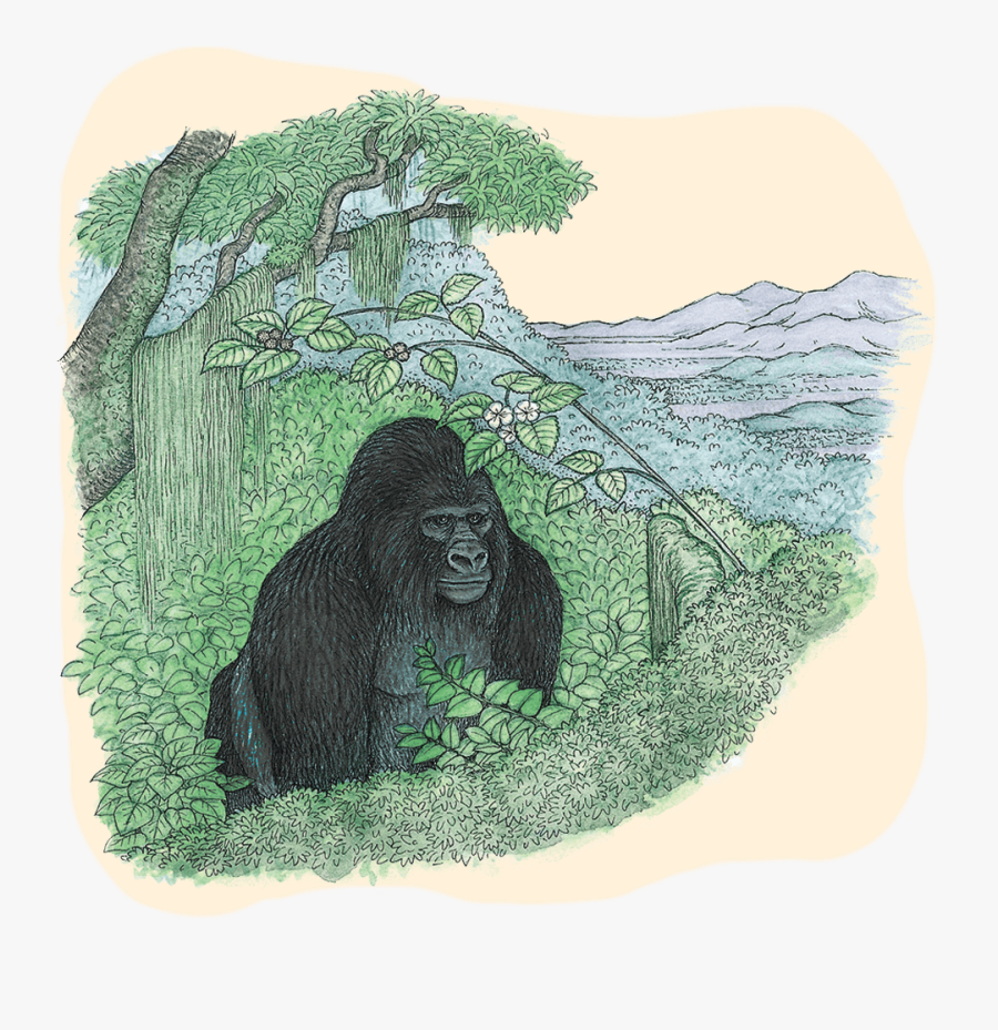 Endangered-gorilla - Mountain Gorilla, Transparent Clipart