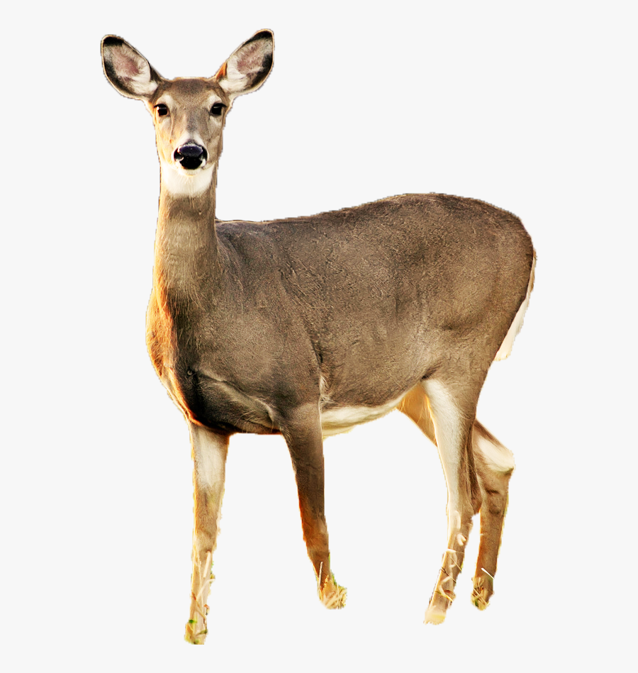 Doe Deer Png, Transparent Clipart