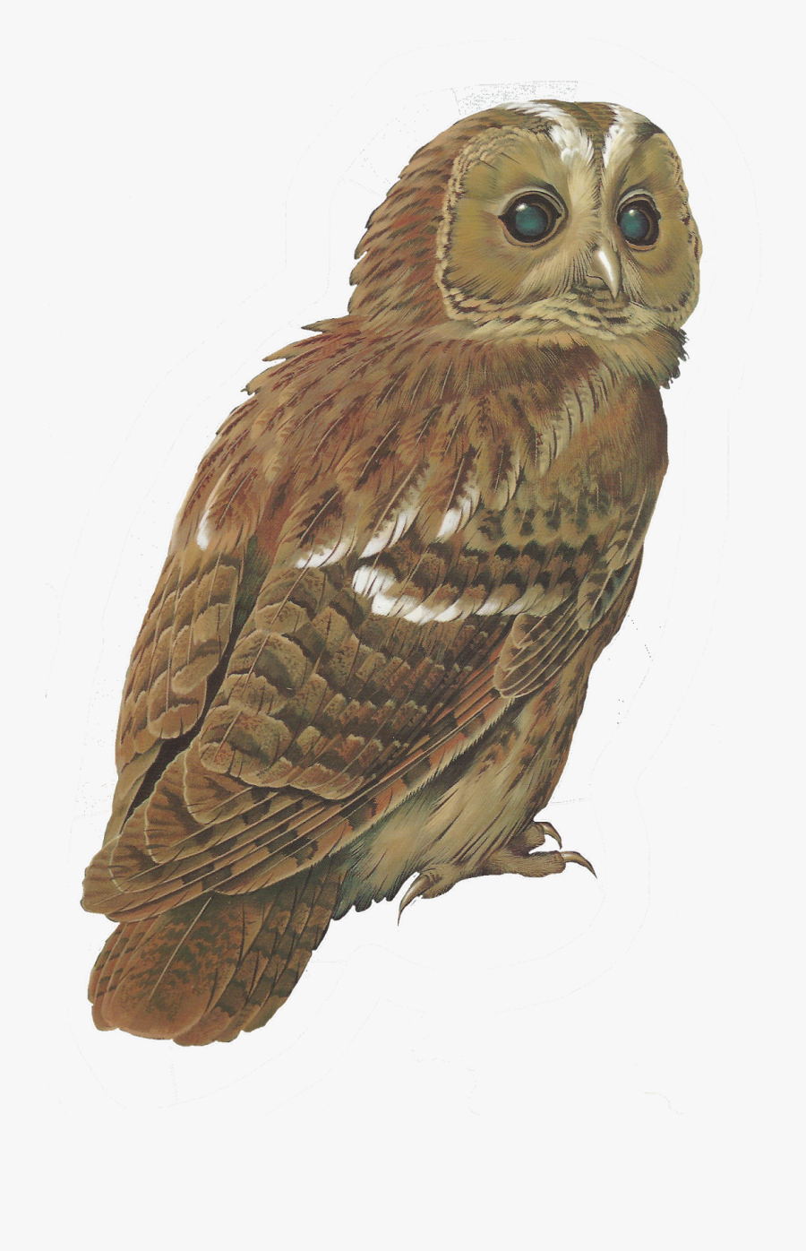Barred Owl Clipart Tawny Owl - Transparent Tawny Owl Png, Transparent Clipart