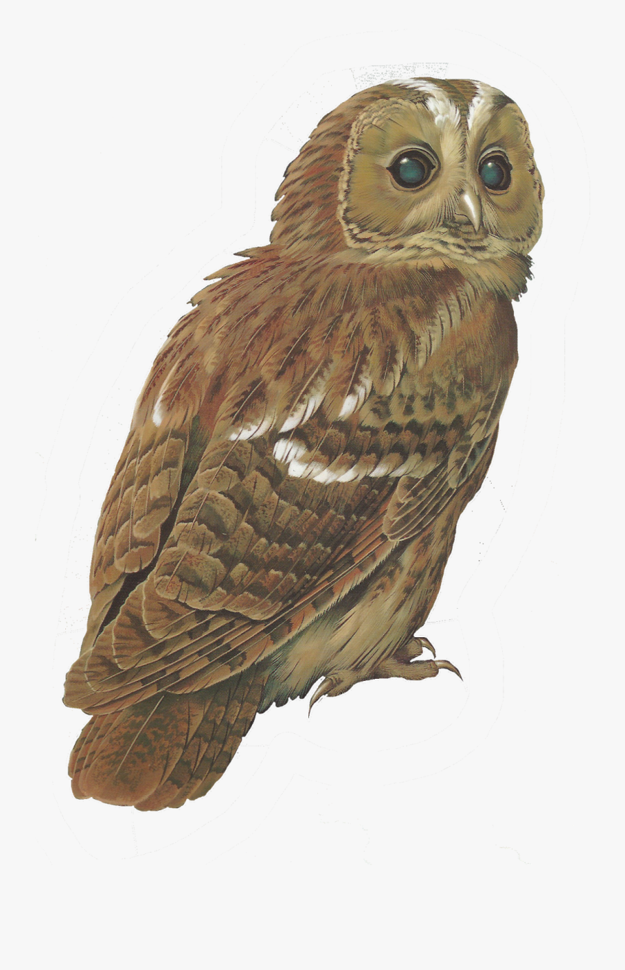 Barred Owl Clipart Tawny Owl - Transparent Tawny Owl Png , Free 