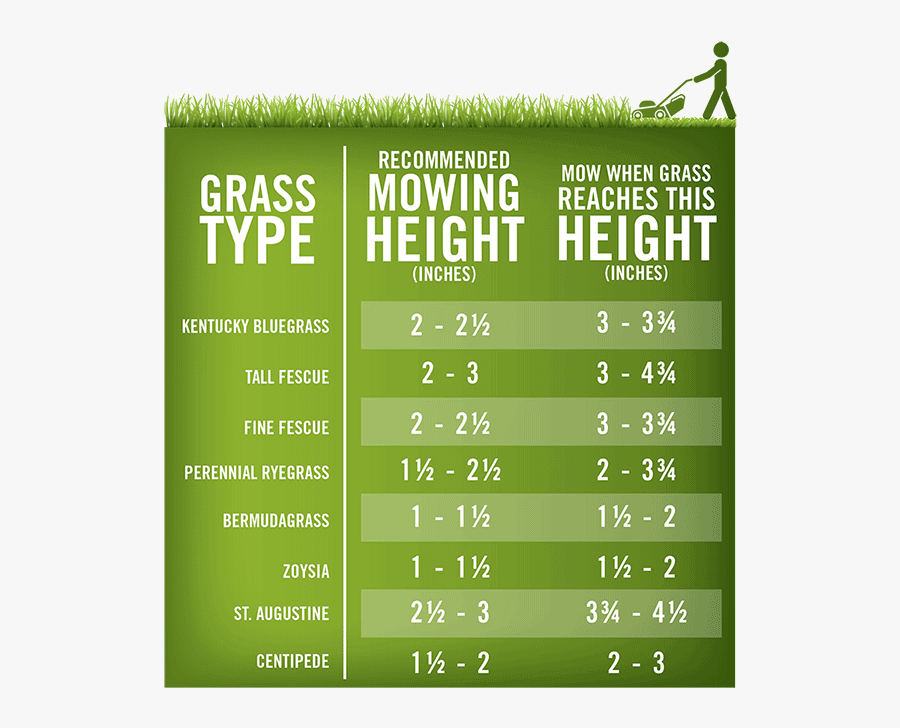 Clip Art Lawn Care Flyer Examples - Cutting Height Of Grass, Transparent Clipart