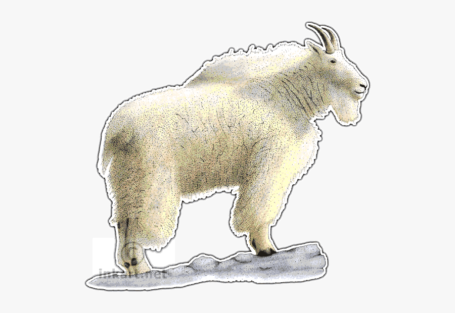 Clip Art Wildlife Art North American - Mountain Goat Png, Transparent Clipart