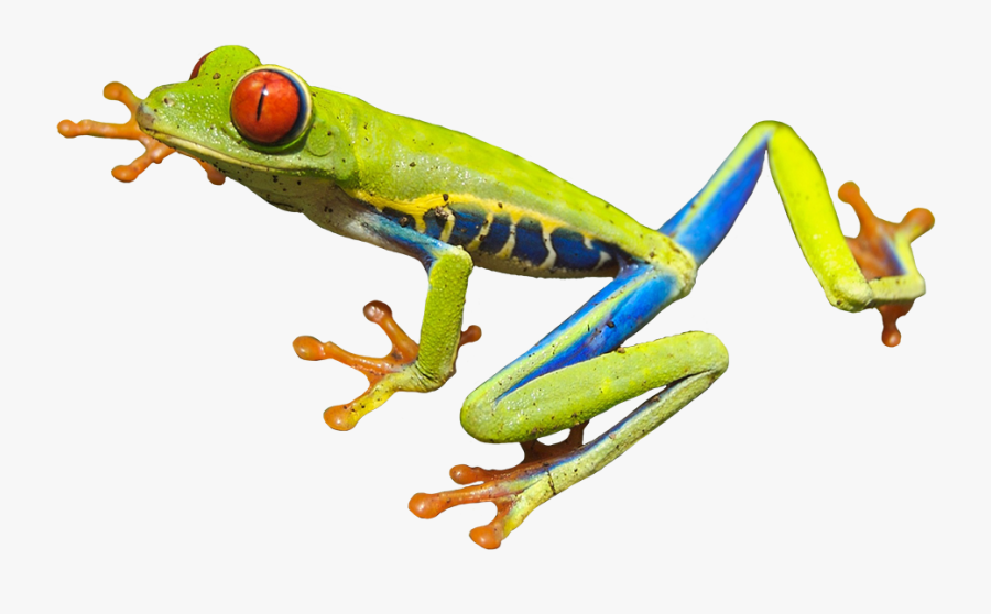 Red Eyed Tree Frog - Red Eyed Tree Frog Png, Transparent Clipart