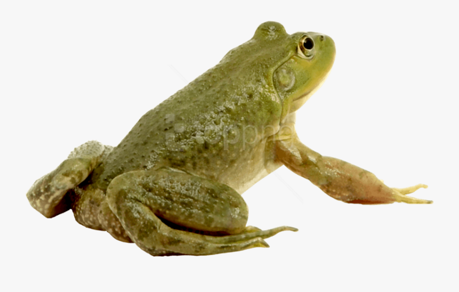 Frog,amphibian,toad,true Frog,bullfrog,hyla,tree Frog,true - Лягушка На Прозрачном Фоне, Transparent Clipart