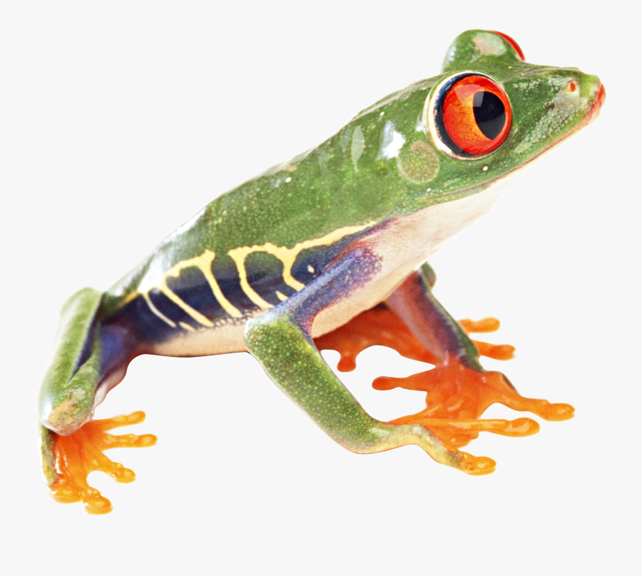 Frog - Tropical Rainforest Frogs Png, Transparent Clipart