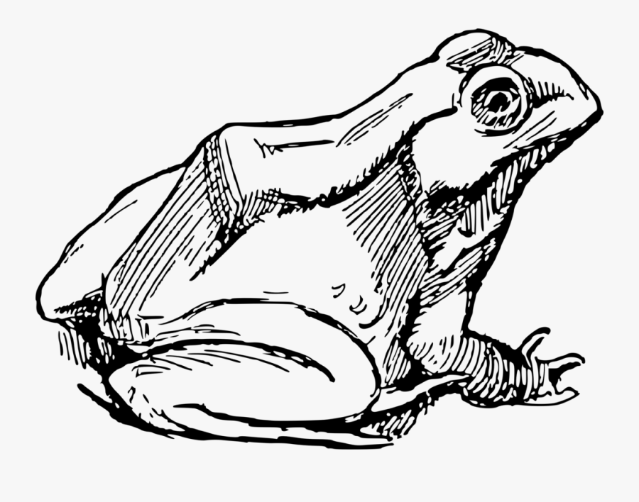 The Tree Frog Drawing Amphibian - Hippity Hoppity Get Off My Property Flag, Transparent Clipart