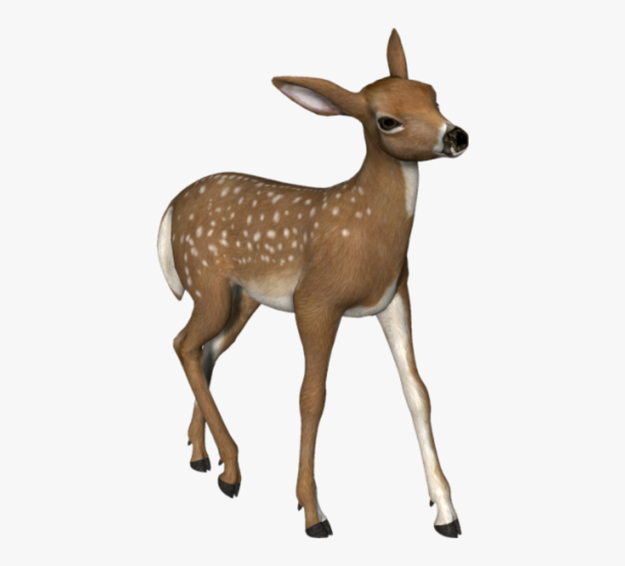 Deer Png Clipart , Free Transparent Clipart - ClipartKey