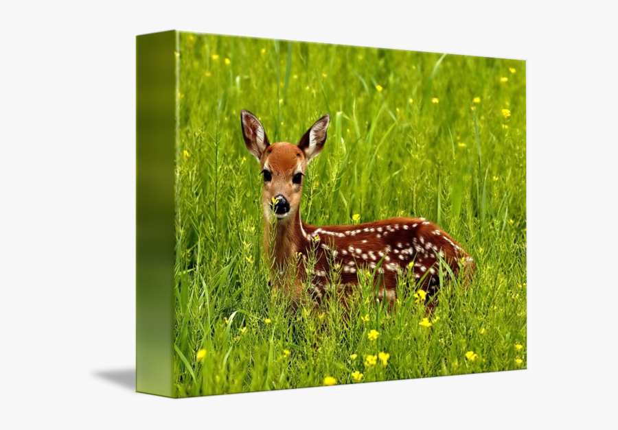Clip Art Baby Deer Pictures - Deer Dear Homophones, Transparent Clipart
