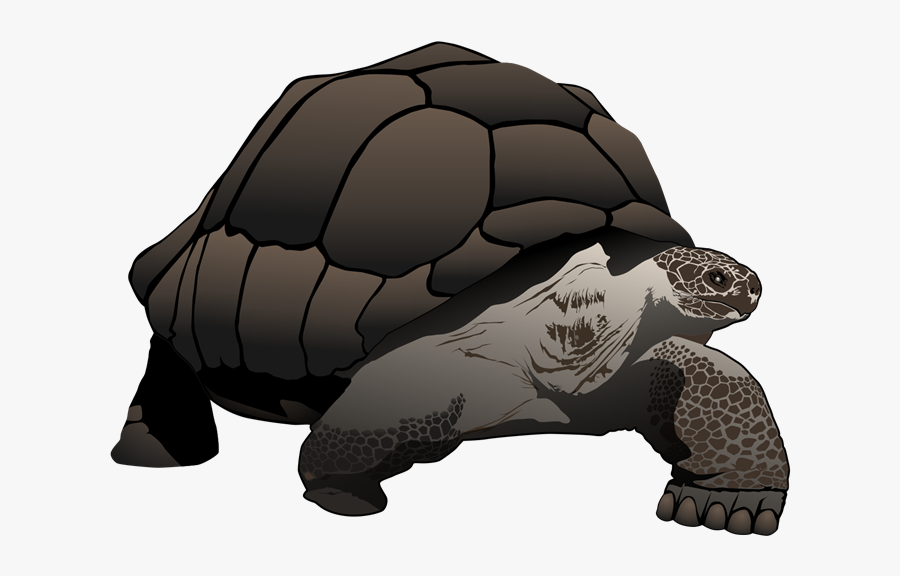 The Galapagos Tortoise Is The Largest Living Tortoise - Desert Tortoise, Transparent Clipart