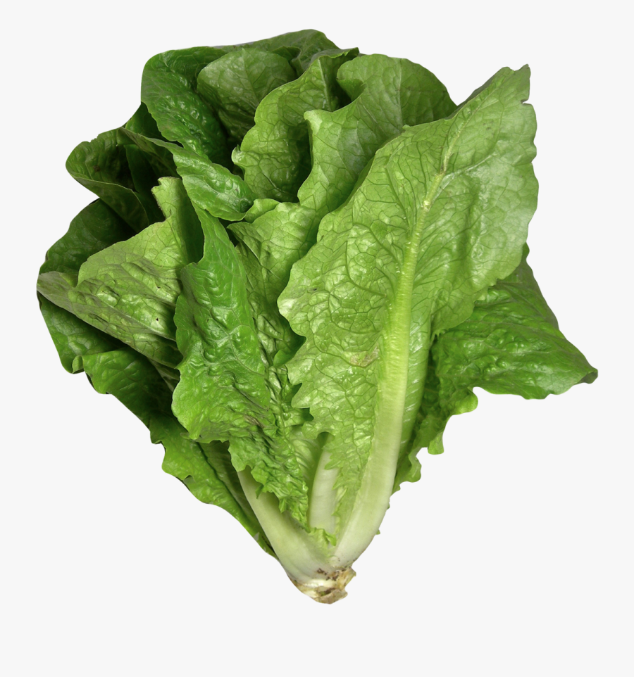 Clip Art Romaine Image Purepng Free - Lettuce Png, Transparent Clipart