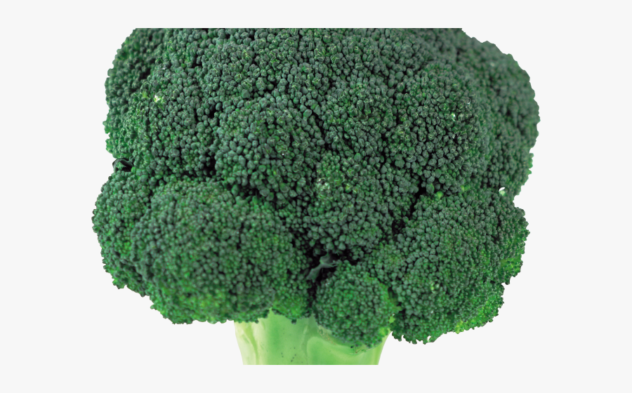 Transparent Clipart Broccoli - Broccoli Png, Transparent Clipart