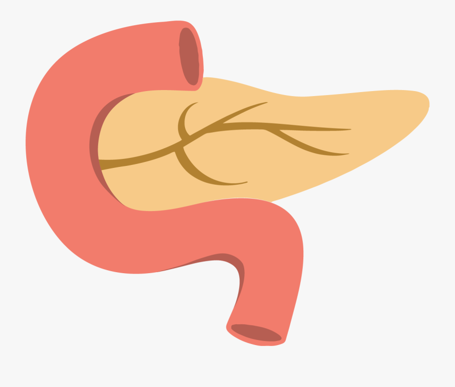 Clip Art Pancreas Cartoon - Transparent Background Pancreas Clipart, Transparent Clipart
