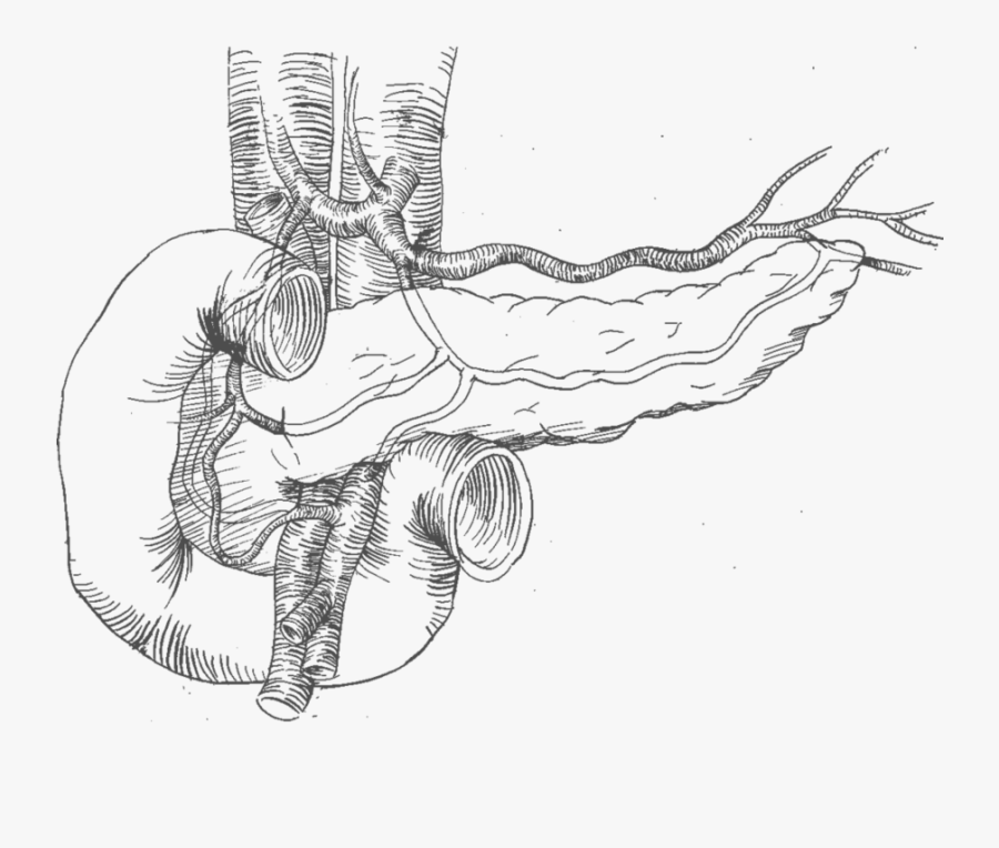 19 Pancreas Drawing Sketch Huge Freebie Download For - Pancreas Drawing, Transparent Clipart